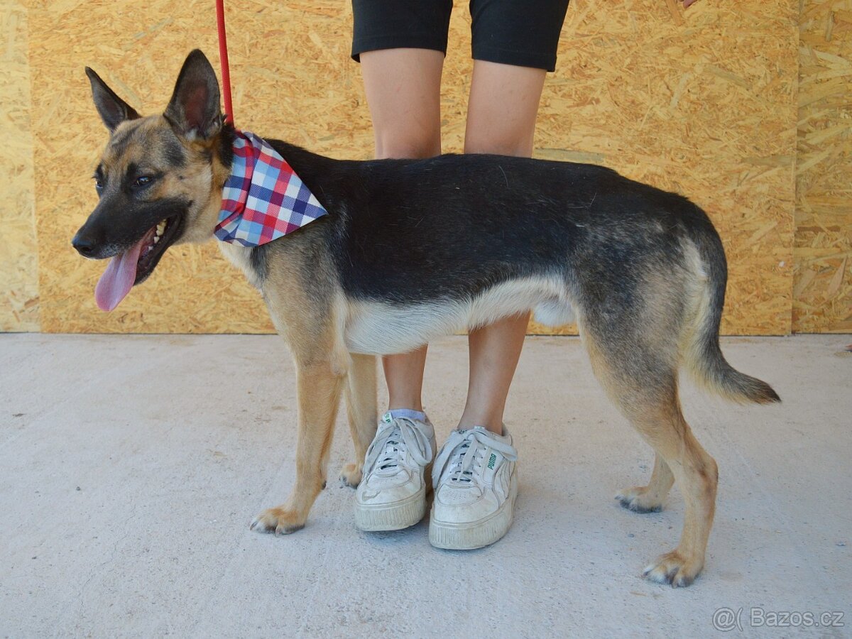 Norton hledá domov - 13