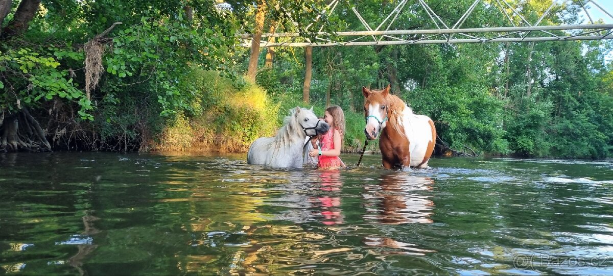 3 lety valach minihorse - 13