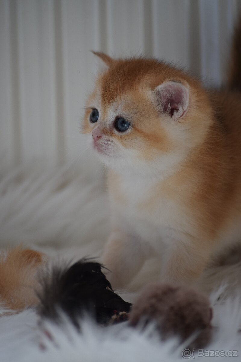 Britská koťata s PP - 13