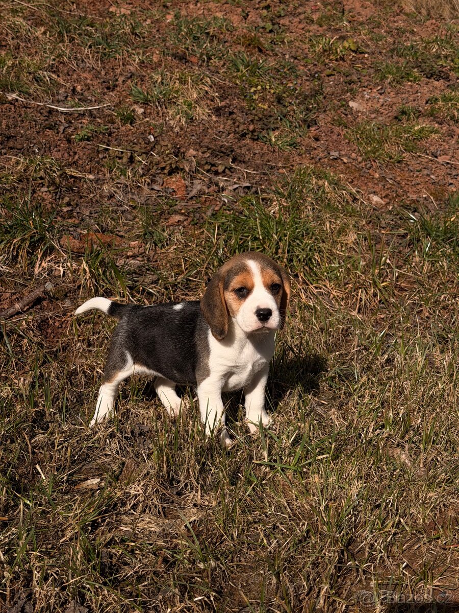 Bígl trikolor - štěňátka - 13