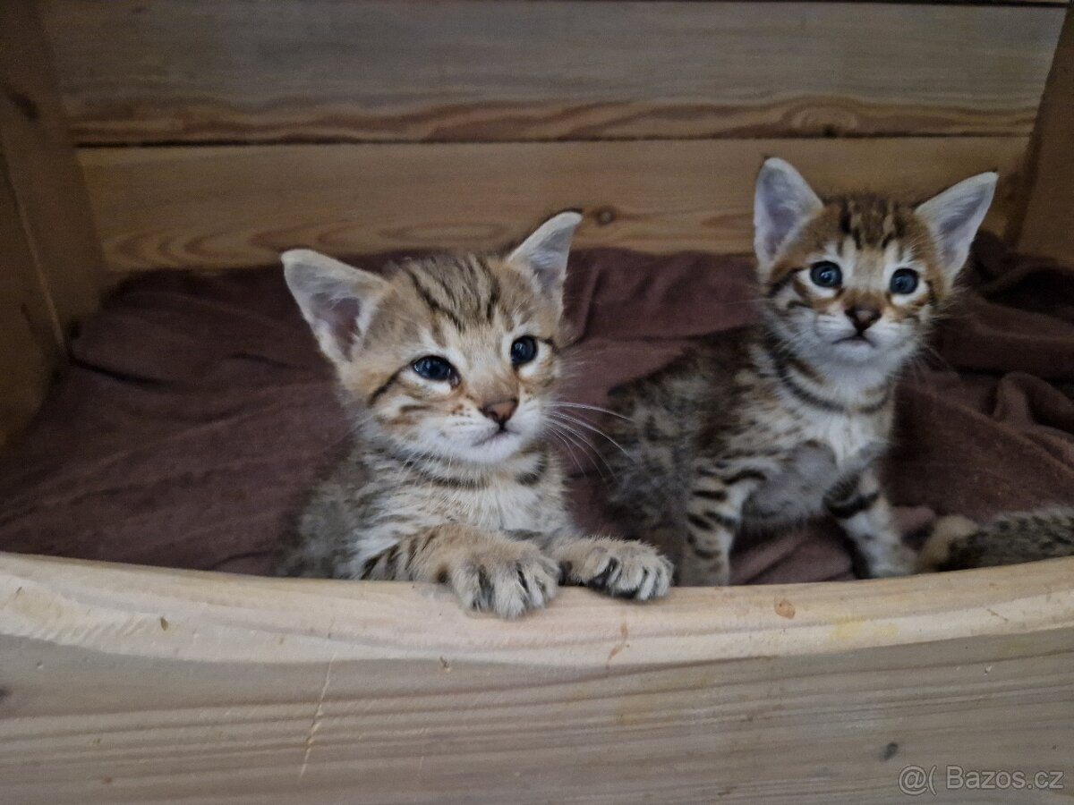 Savannah kotatka F5 - 13