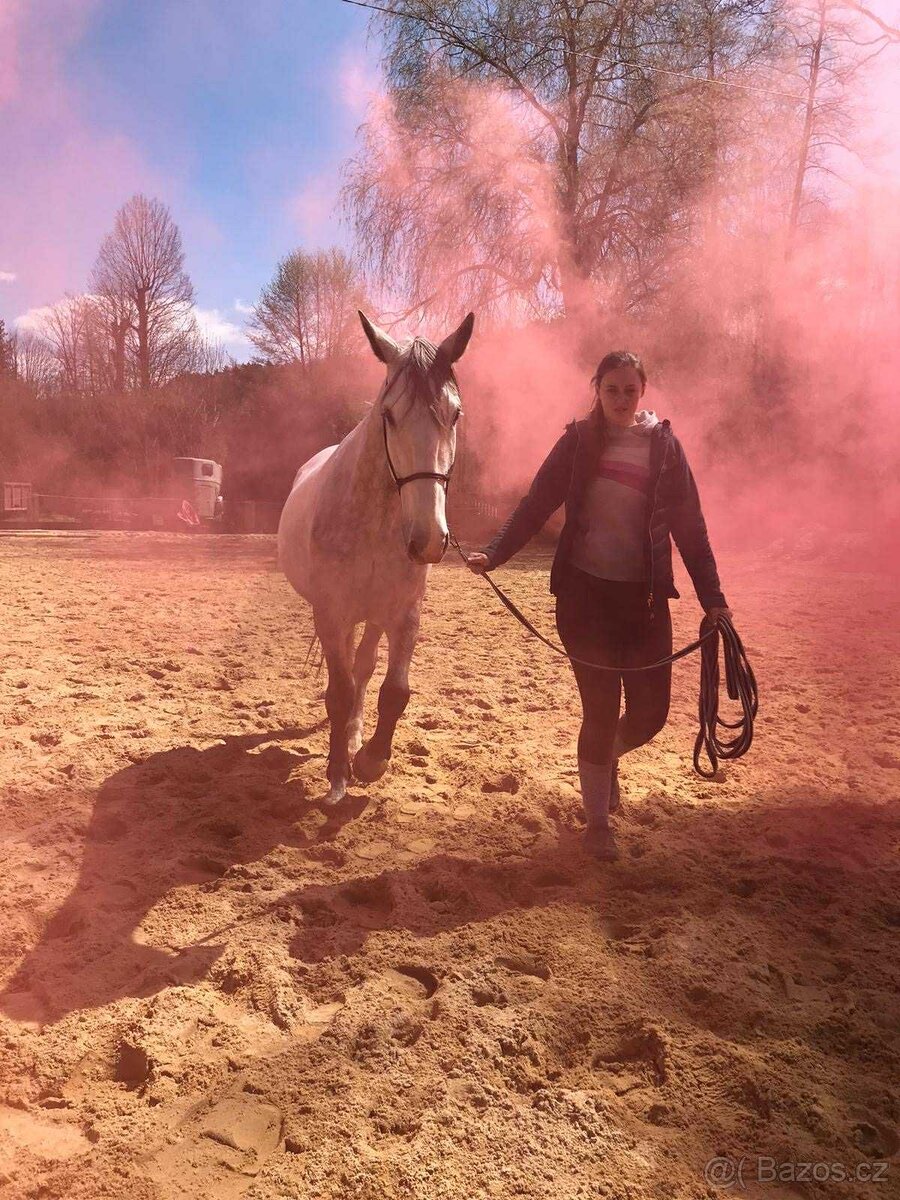 Starokladrubský valach na prodej - 13