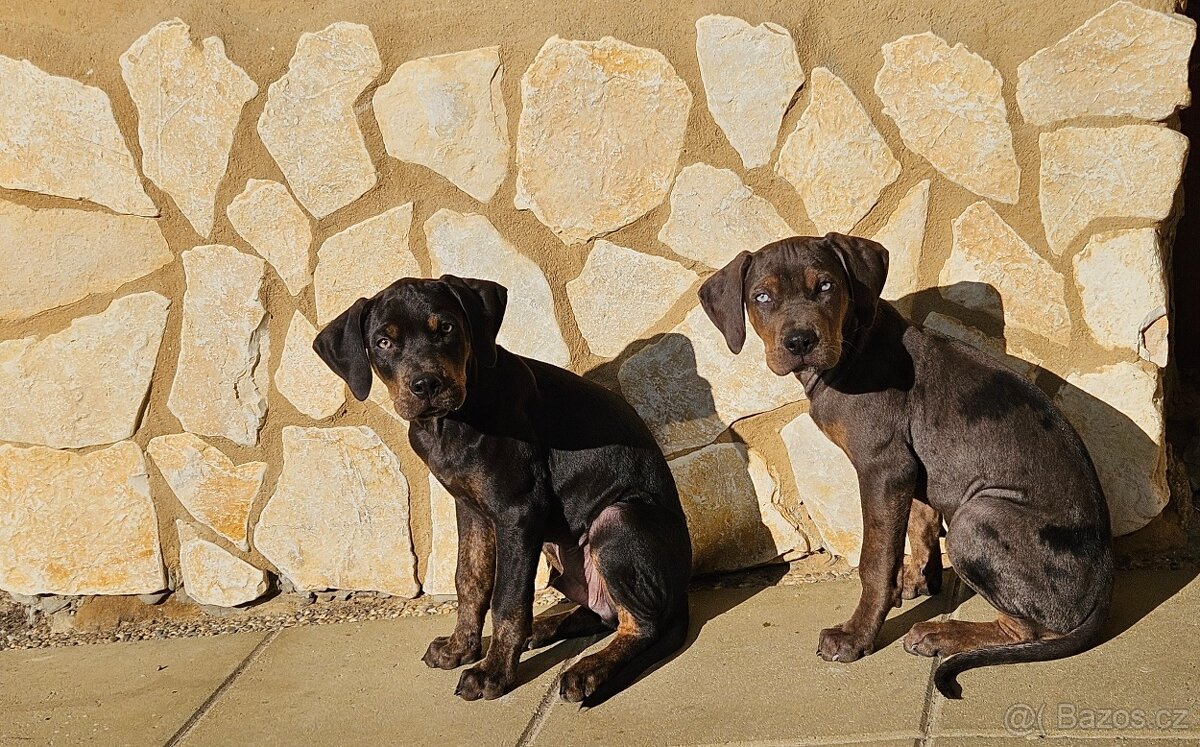 Louisianský leopardí pes - 13