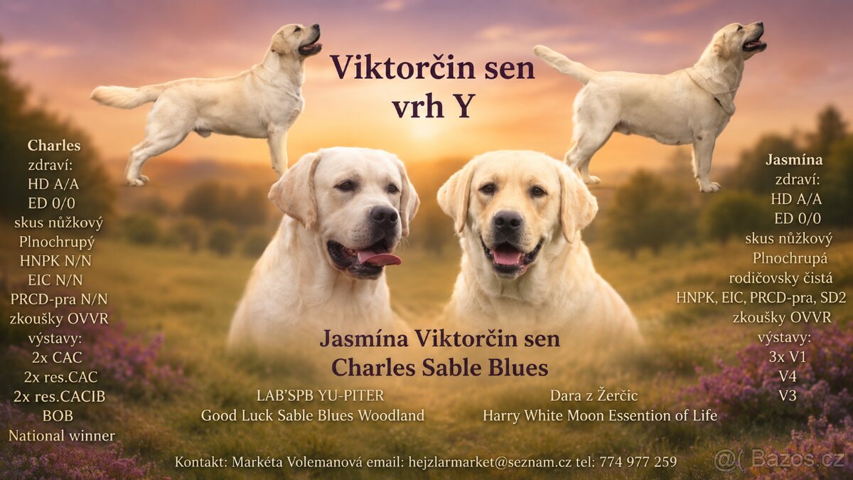 Labradorský retrívr s PP - 13