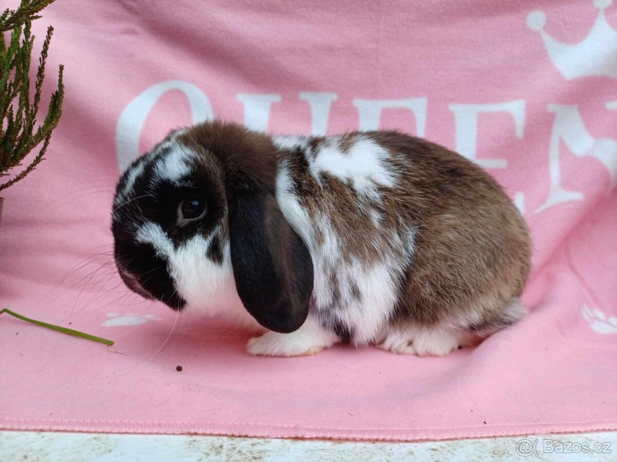 Tipový Sameček Zakrslý Beránek MiniLop - 13