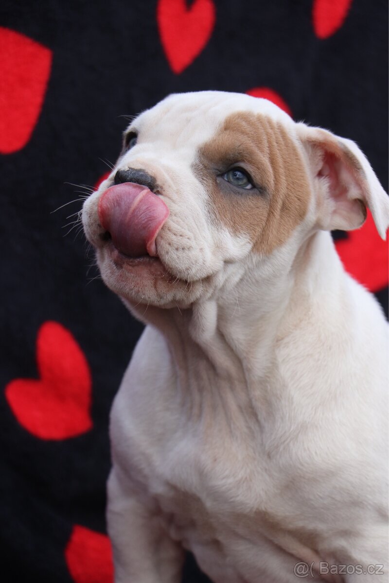 Americký stafordšírský teriér s PP pejsek SPIRIT - 13