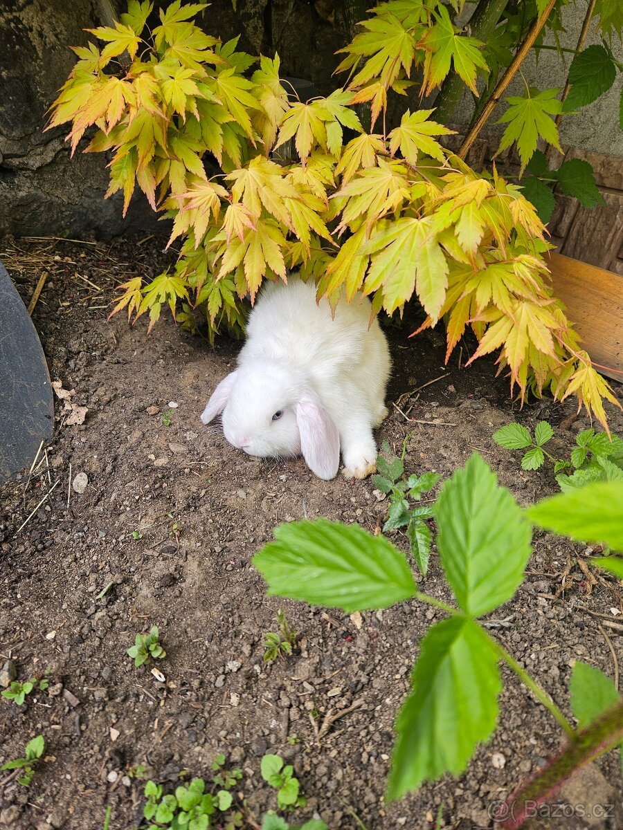 Zakrslý králík - 13