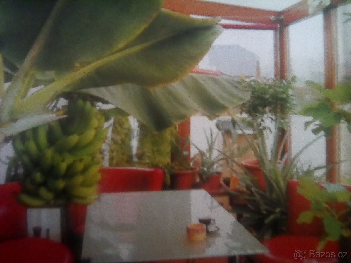 PRODÁM 3 KUSY BANÁNOVNÍKŮ A 4 KUSY ALOE VERA LÉČIVÉ - 13