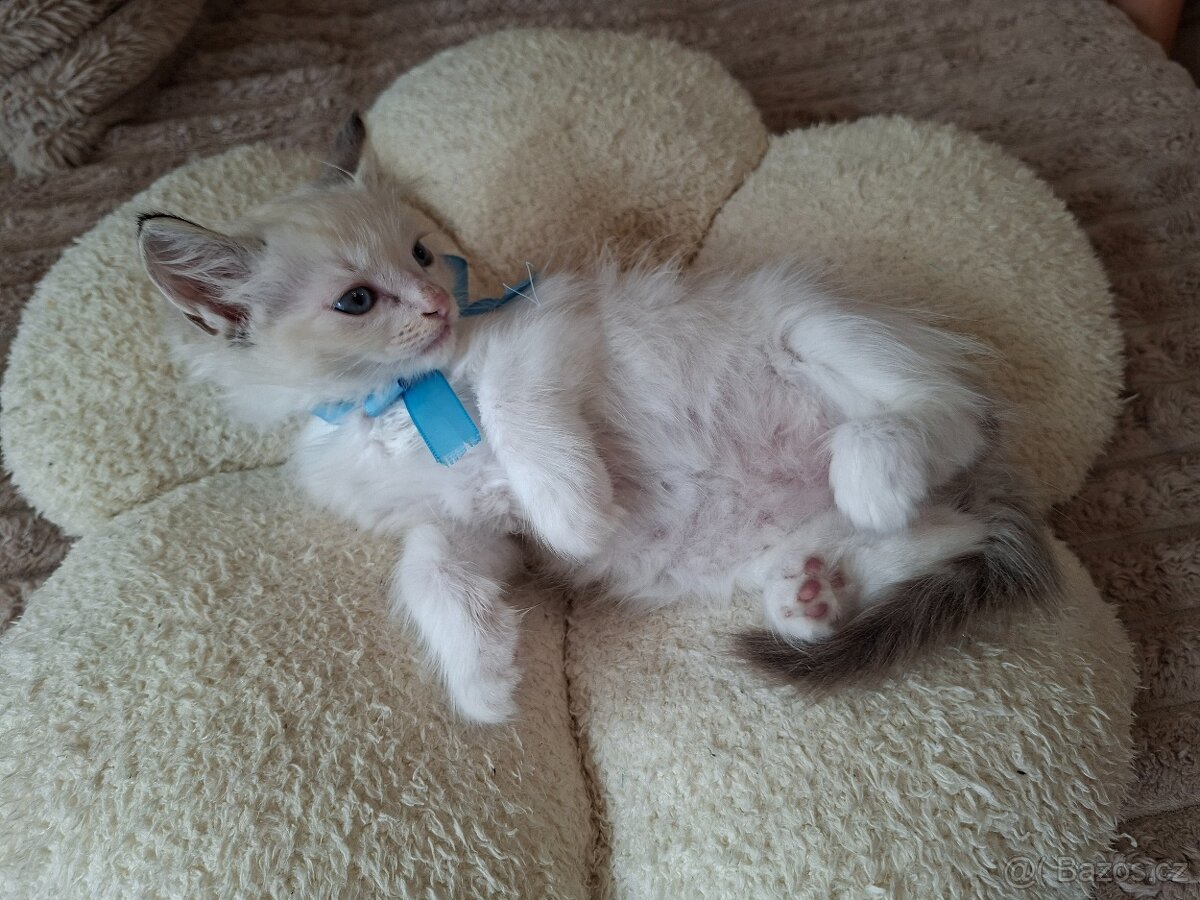 Ragdoll - 13
