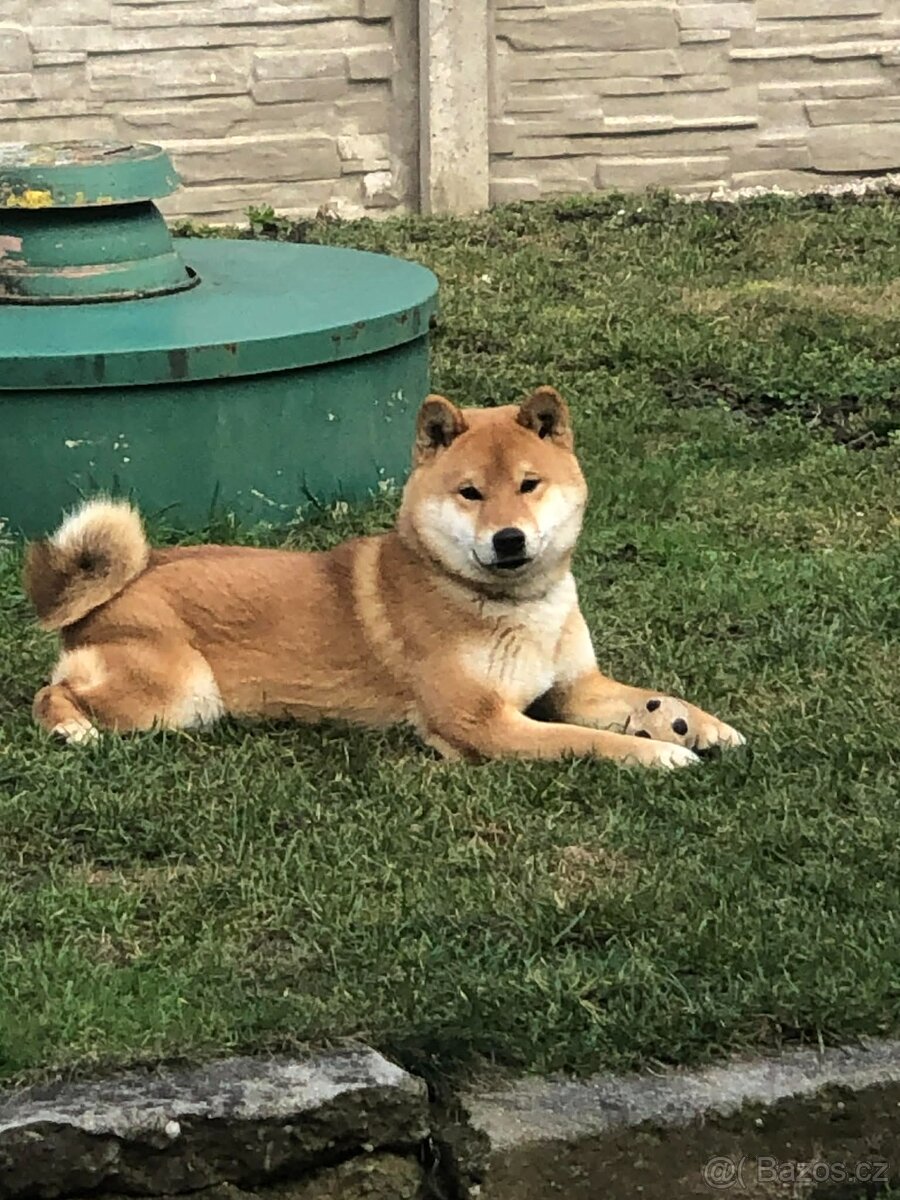 Shiba Inu - 13