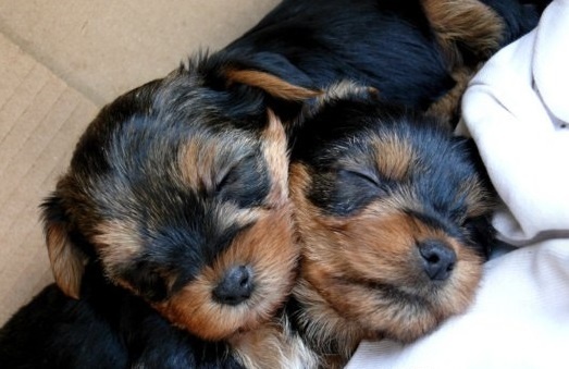 Yorkšírský teriér, Biewer jorkšírský teriér krytí,připuštění - 13