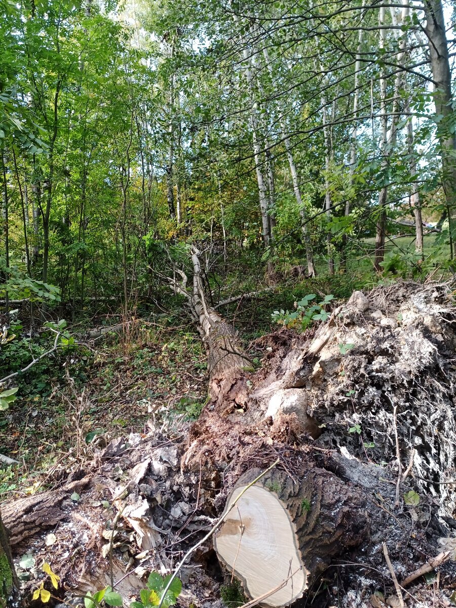 Údržba zahrad, lesů, domů i bytů - hodinový manžel - 13