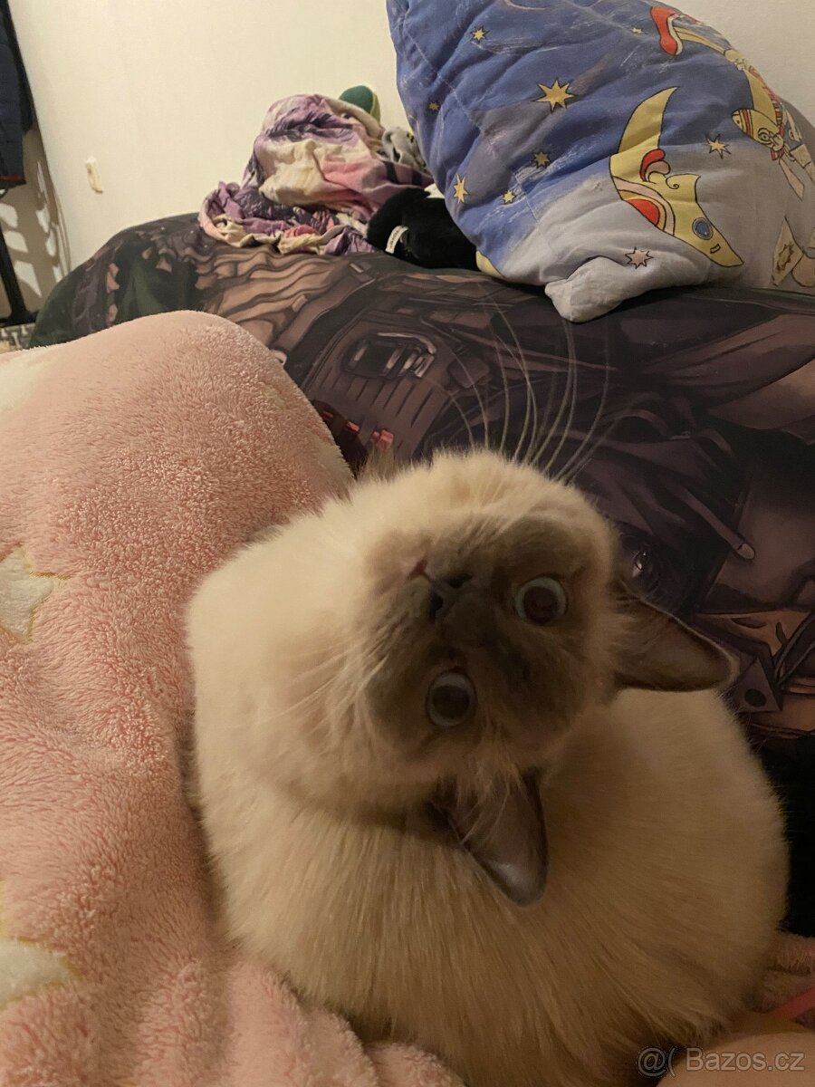 Hledám dočasnou péči pro Ragdoll kočičku - 13