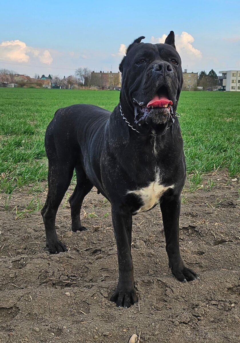 Cane corso s PP - 13