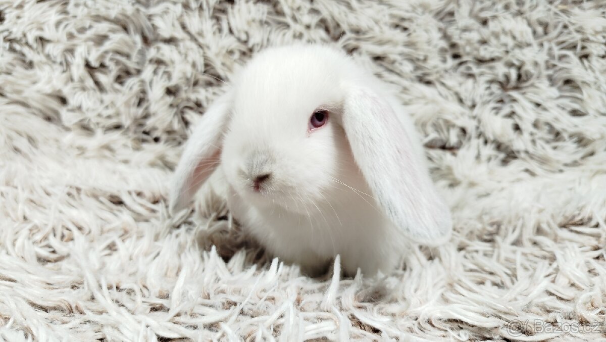 Zakrslý beránek, králíček, králík - MOLLY - 13