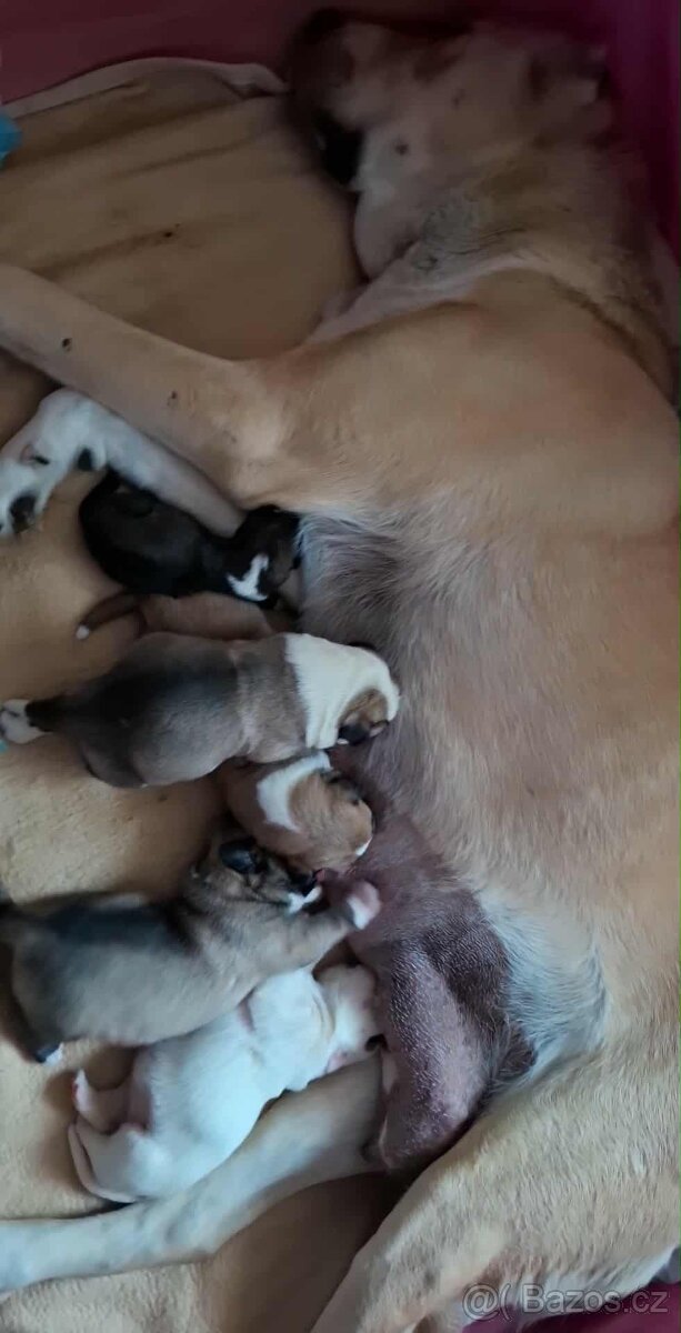 Středoasijský pastevecký pes štěňátka - 13