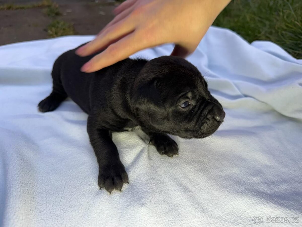 Štěňata - Americký stafordšírský teriér bez PP - 13