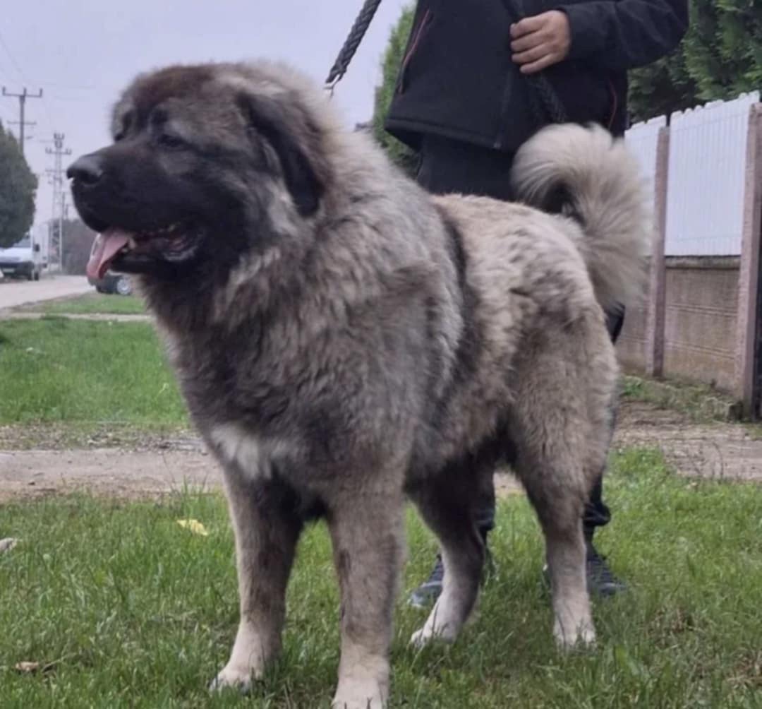 Štenátko Kaukazský ovčiak - 13