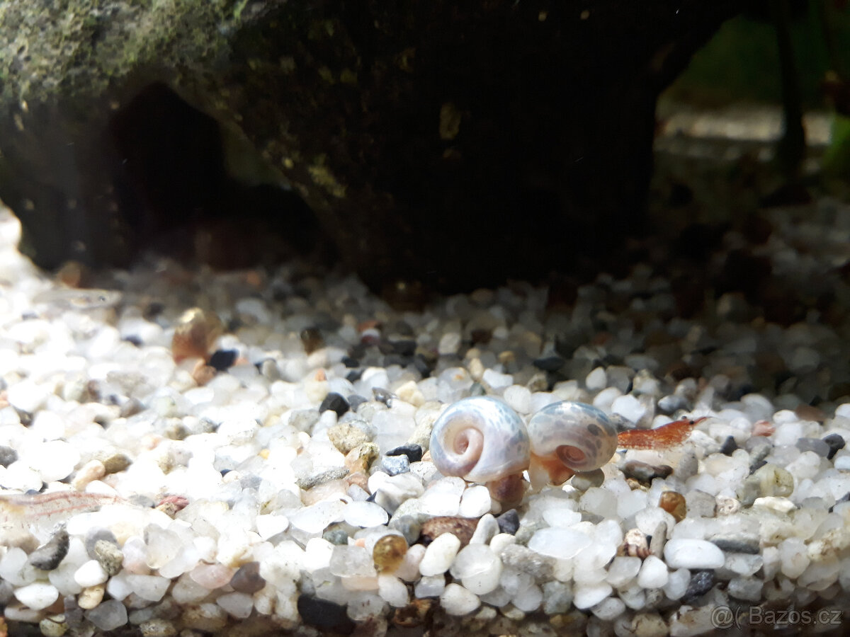 Akvarijní šneci - piskořky a okružáci všech barev - 13