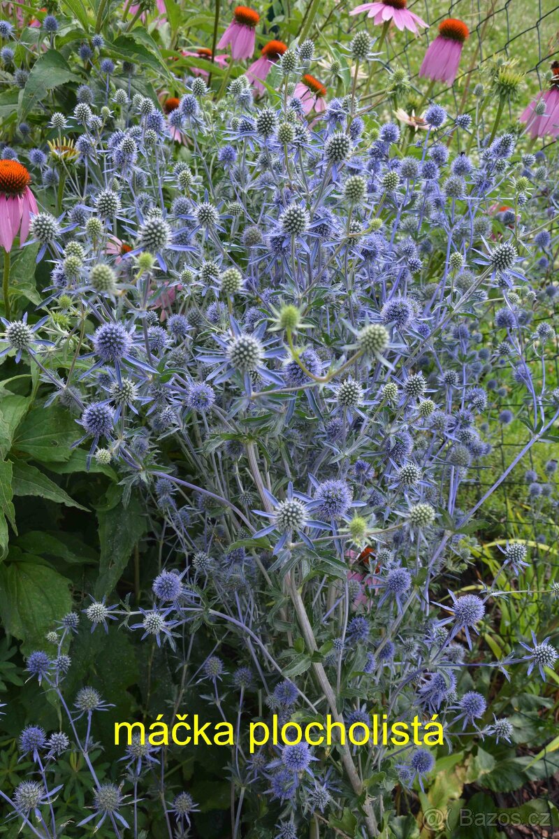 Trvalky, okrasné rostliny - 13