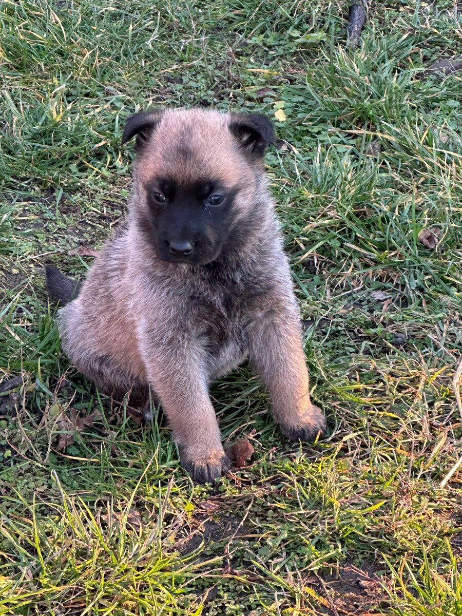 Belgický ovčák Malinois X německy ovčák - 13