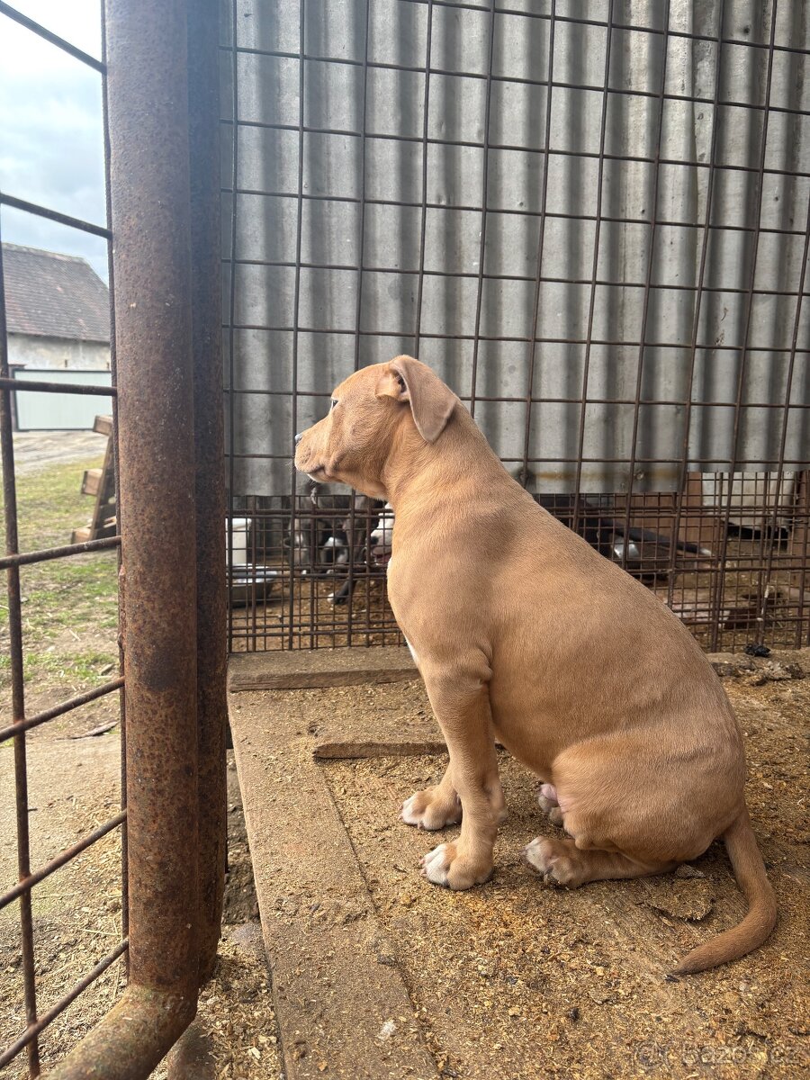 Americký stafordsirsky terier, Stafford, amstaf - 13