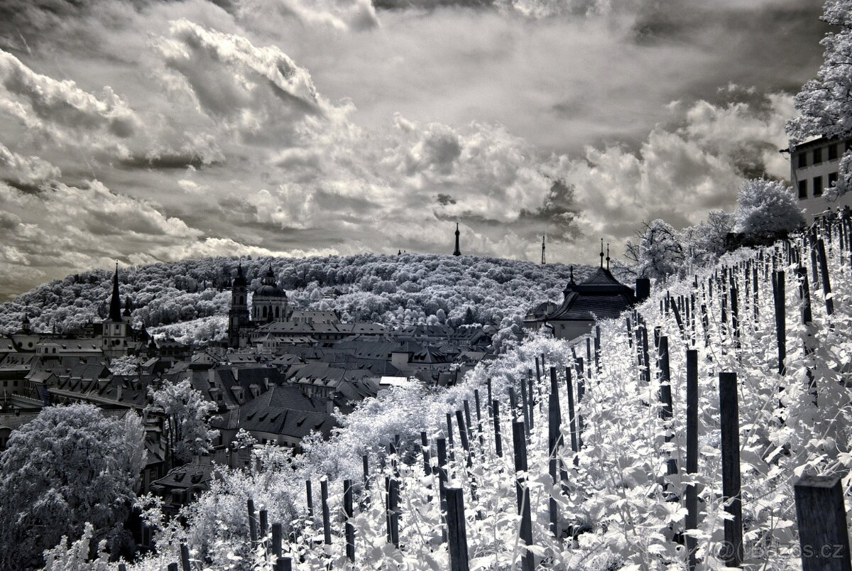 Olympus E-M1 - po IR konverzii 720 nm - 13