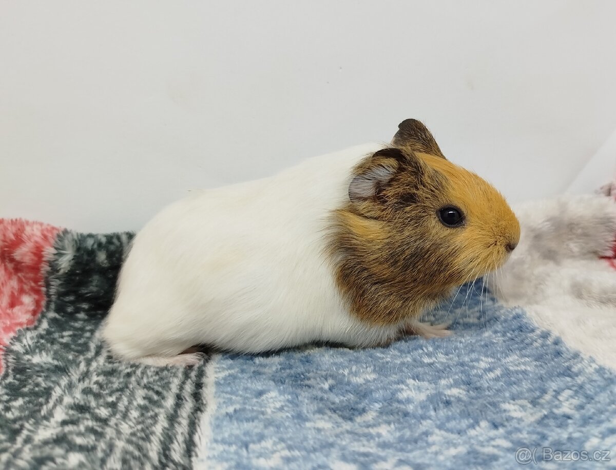 Morče, Morčata, Morčátko, Morčátka - SAMIČKY - 13