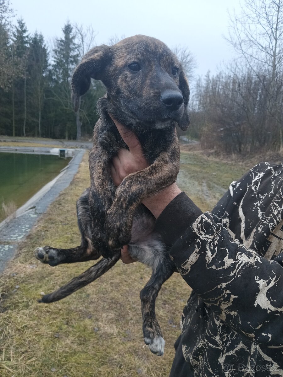 Poslední Vánoční štěňátka - 13