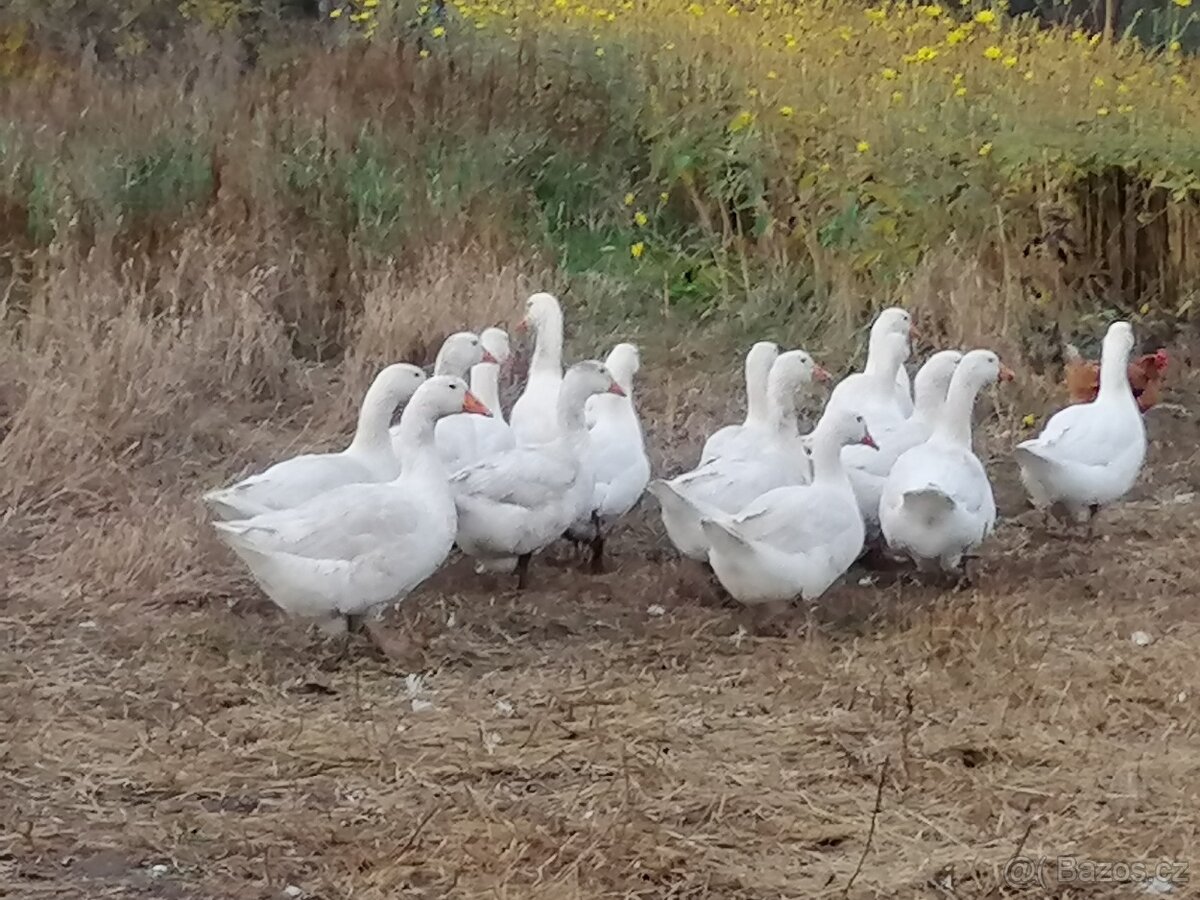 Domácí kuřata a kachny - 13