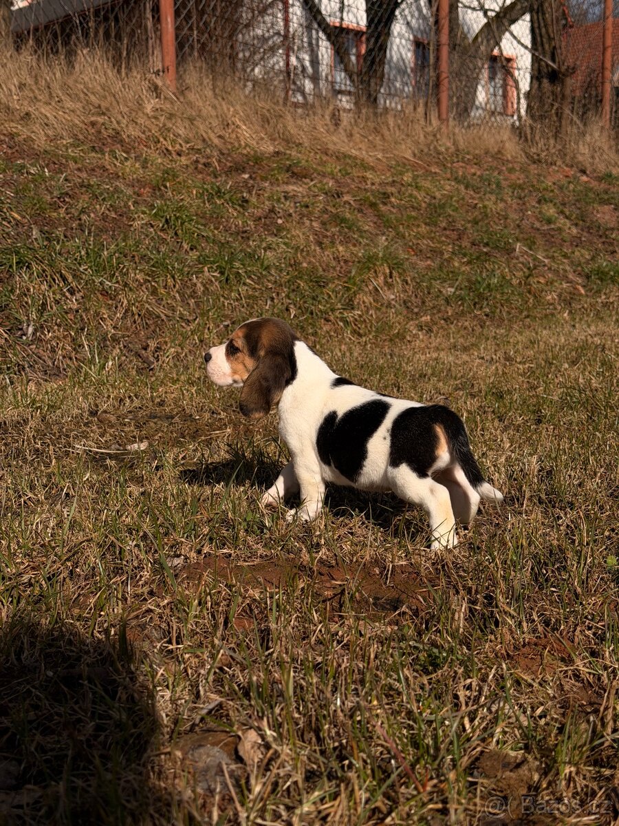 Bígl trikolor - štěňátka - 13