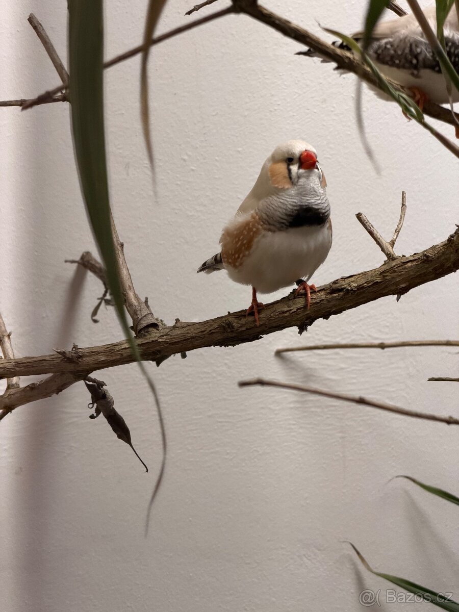 Výstavní zebřičky - 13