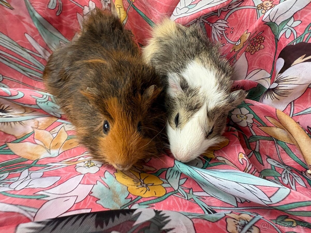 MORCE , MORČATA , MORČÁTKA 🐹 - 13