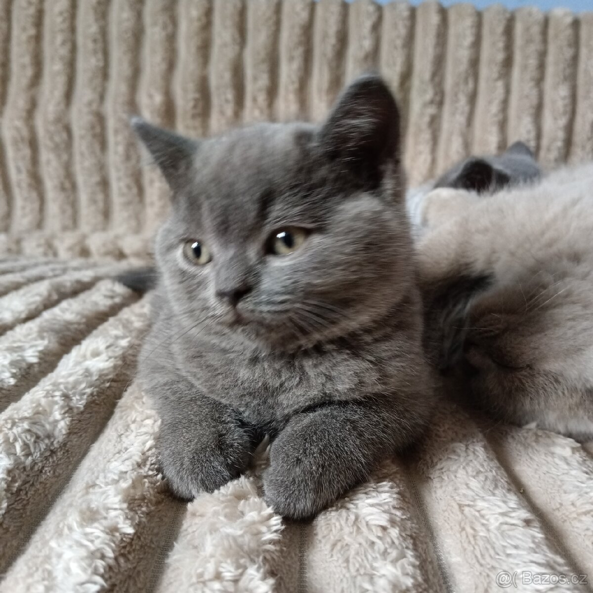 Britská koťata - 13