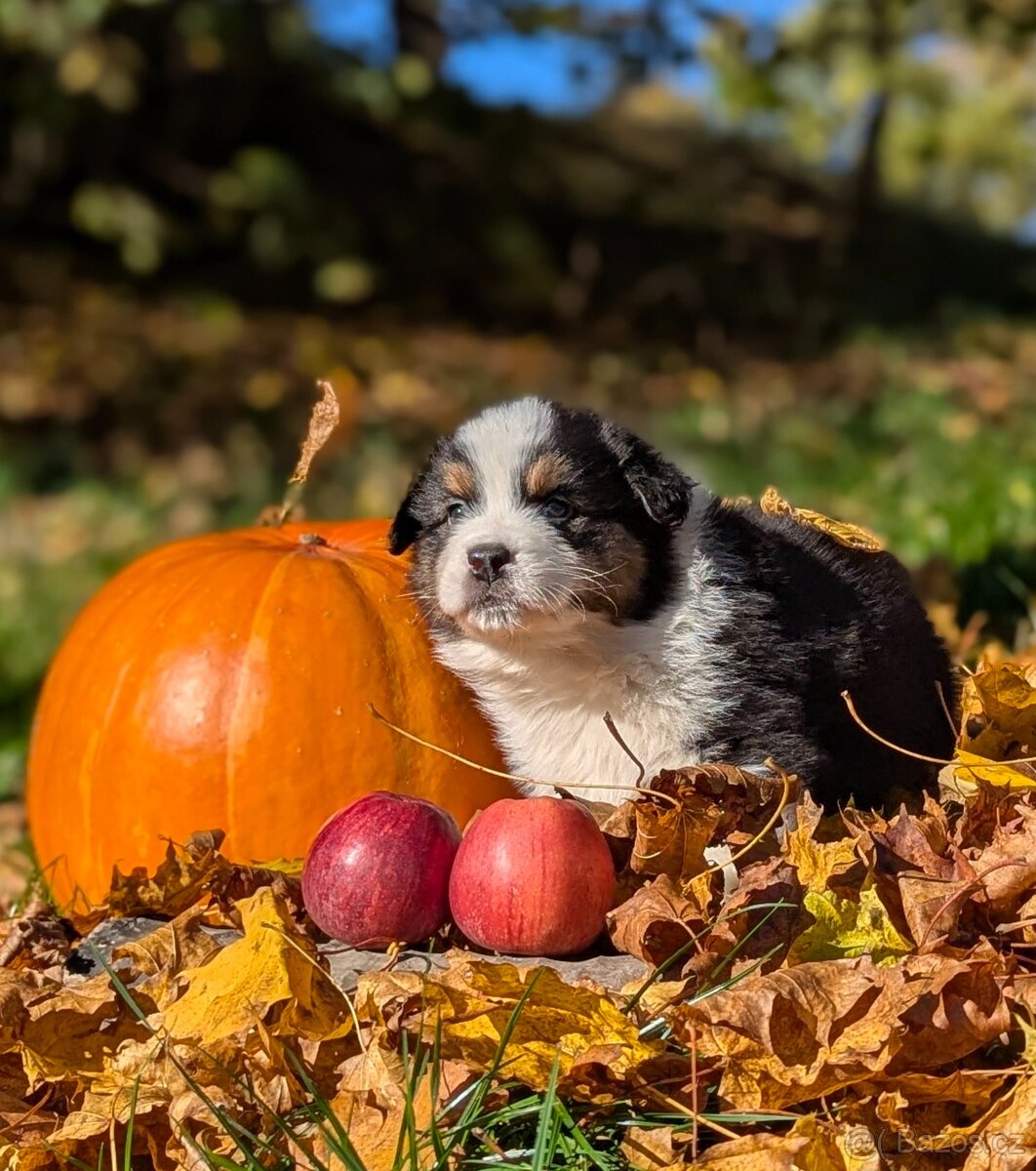Australský ovčák, štěňata s PP FCI - 13