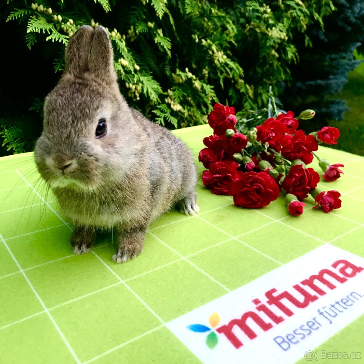 Mláďata zakrslých králíčků přímo od chovatele - 13