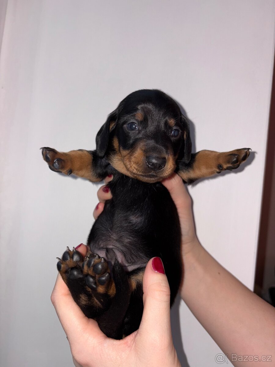 Štěňátka trpasličího jezevčíka bez pp k rezervaci✨ - 13