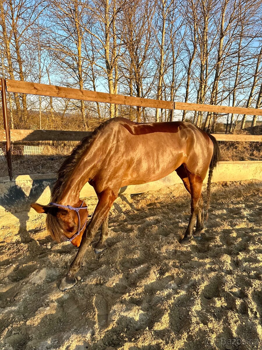 Klisna / Klusák / 7let / Prodej - 13