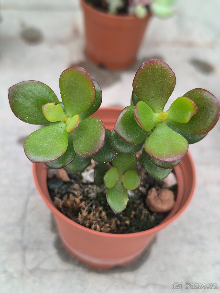 Sukulenty a kaktusy - 13