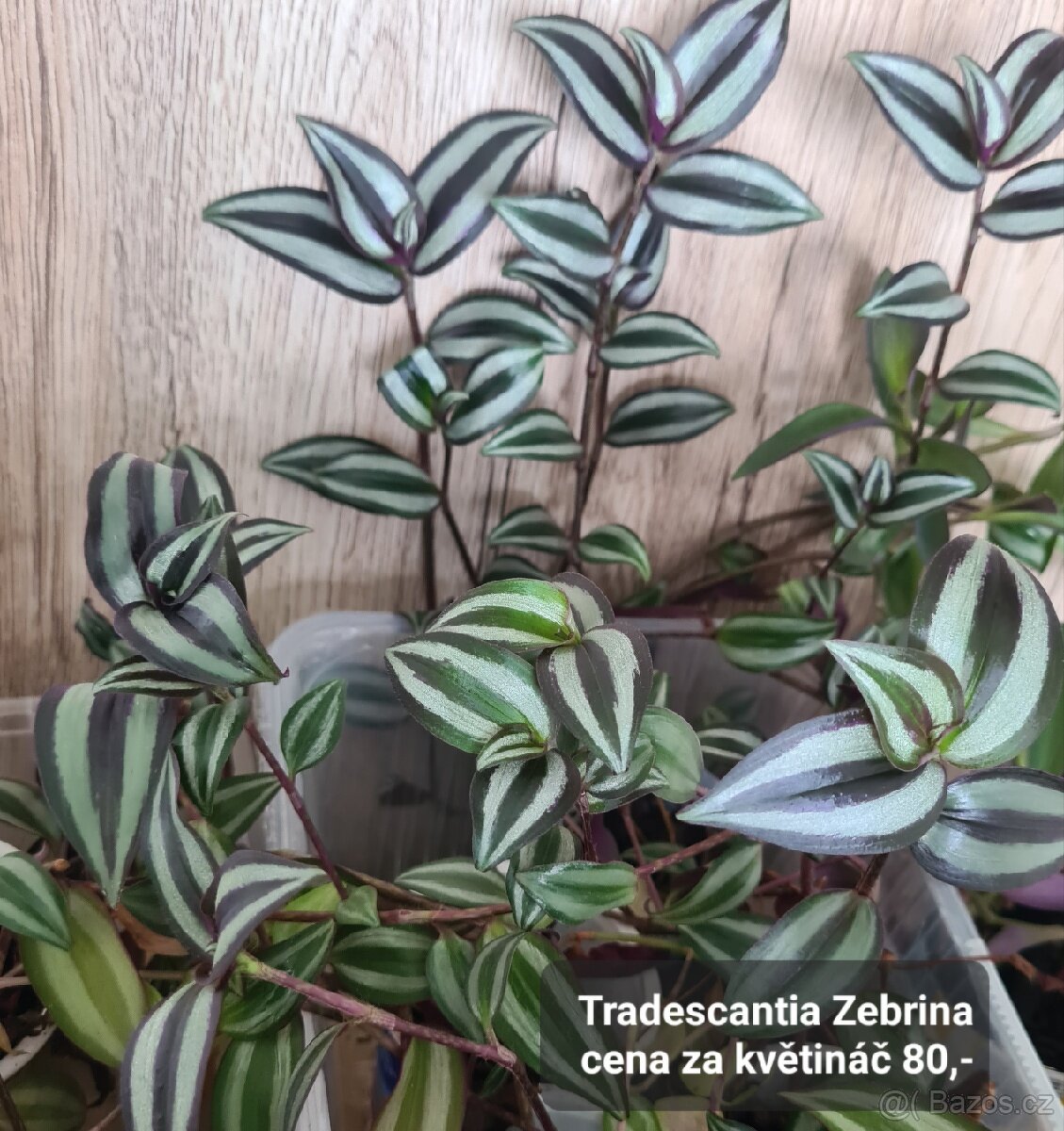 Pokojovky / pokojove rostliny - 13