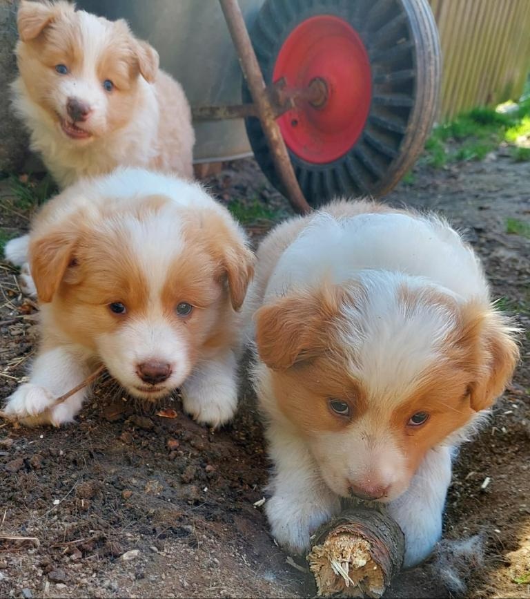 border kolie ee - red - 13