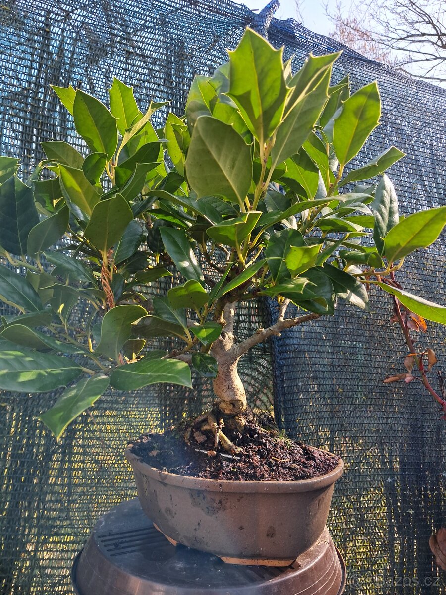 Bonsaj,bonsai - 13
