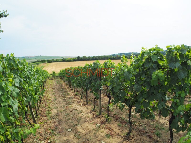 Vinice v Kobylí s možností vybudovat sklípek - 13