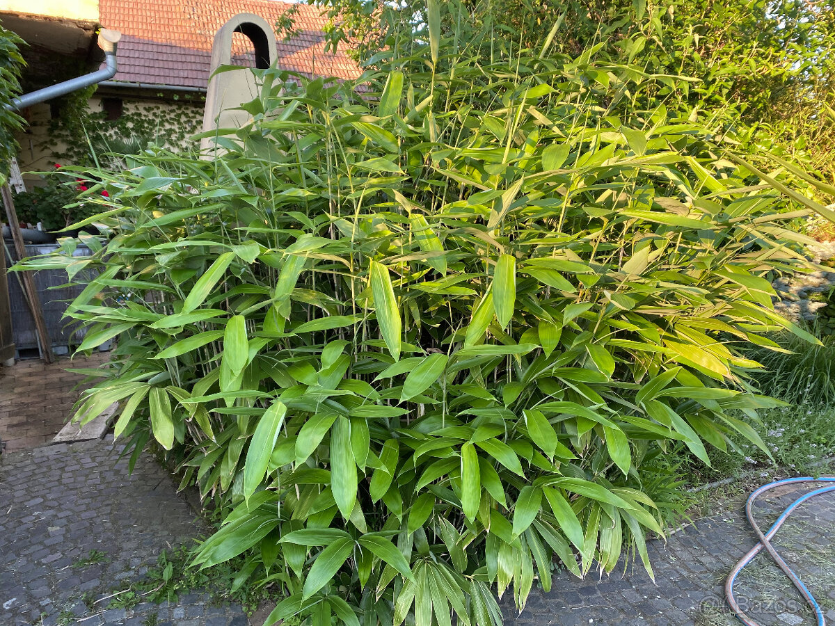 bambusy - podzimní výsadba - 13