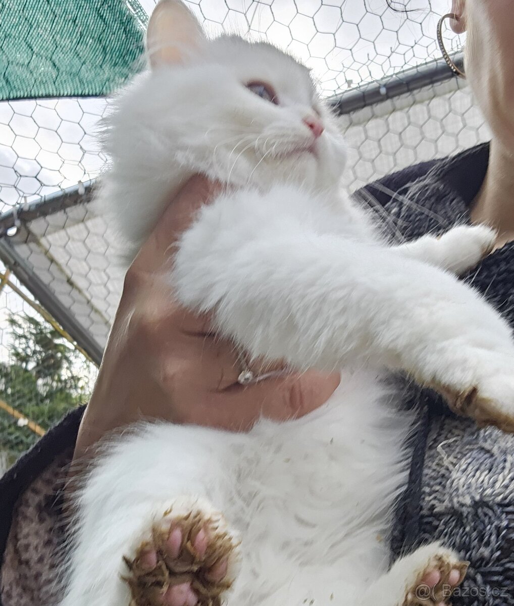 Sibiřská kočka něvská maškaráda - 13