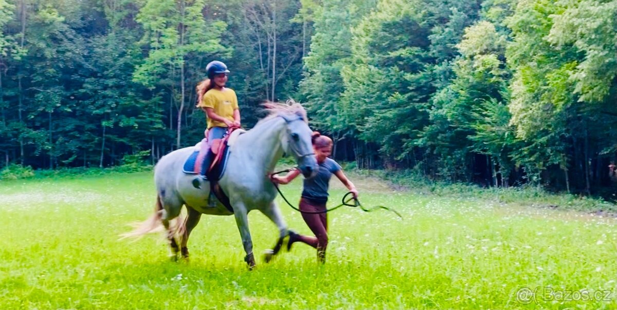 Lusitano klisna 11 let - 13