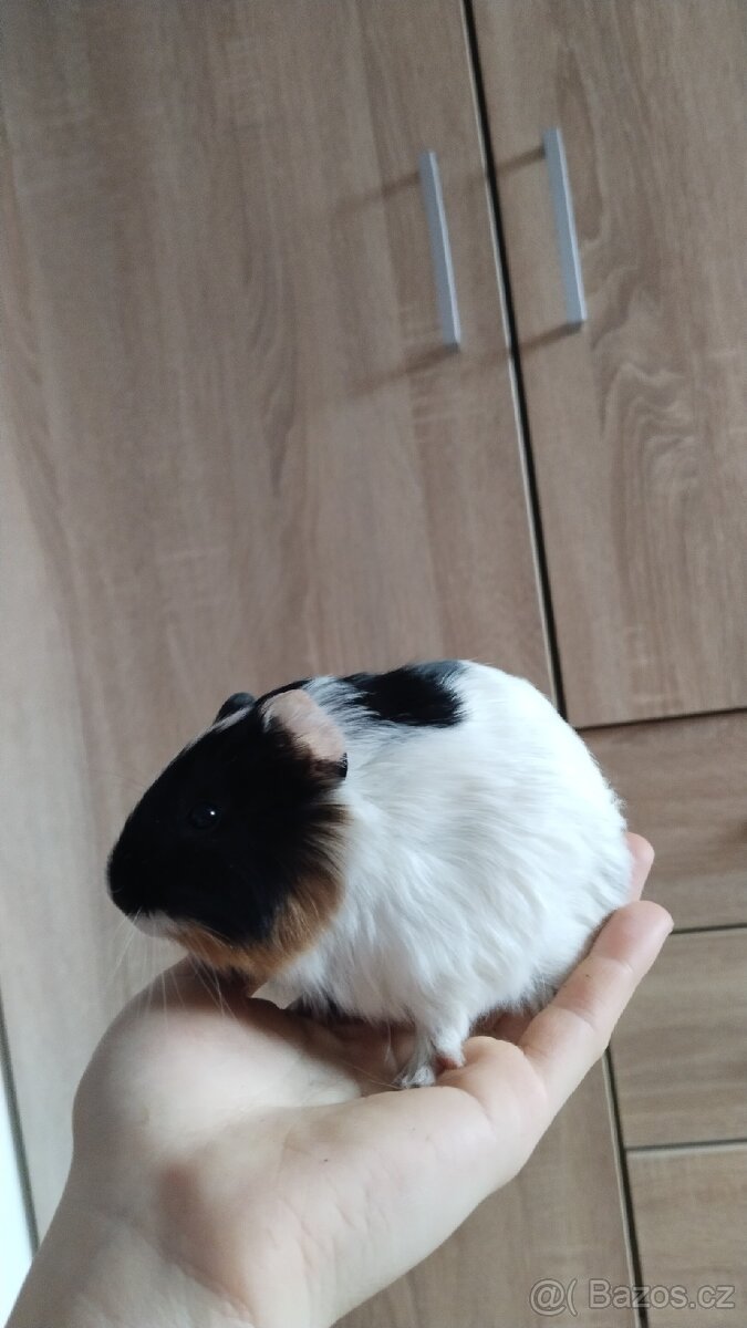 Morče, morčata, morčátka - 13