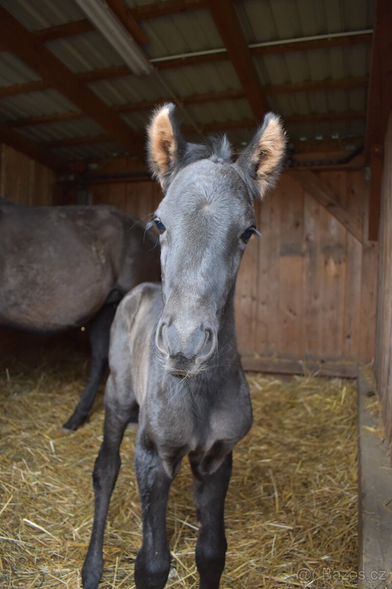 Černý LUSITANO - připouštění - 13
