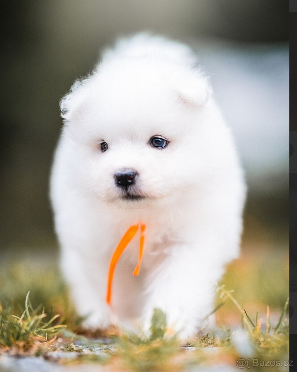 Samojed s PP - 13