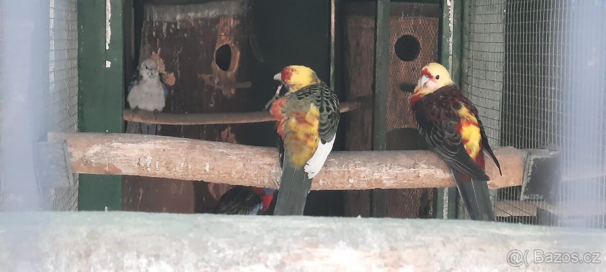 Prodám Penant červený straka, Papoušek Horský, Kakadu Růžový - 13